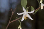 American snowbell